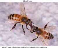 /album/galeria-de-fotos/abelha-alimenta-jpg/